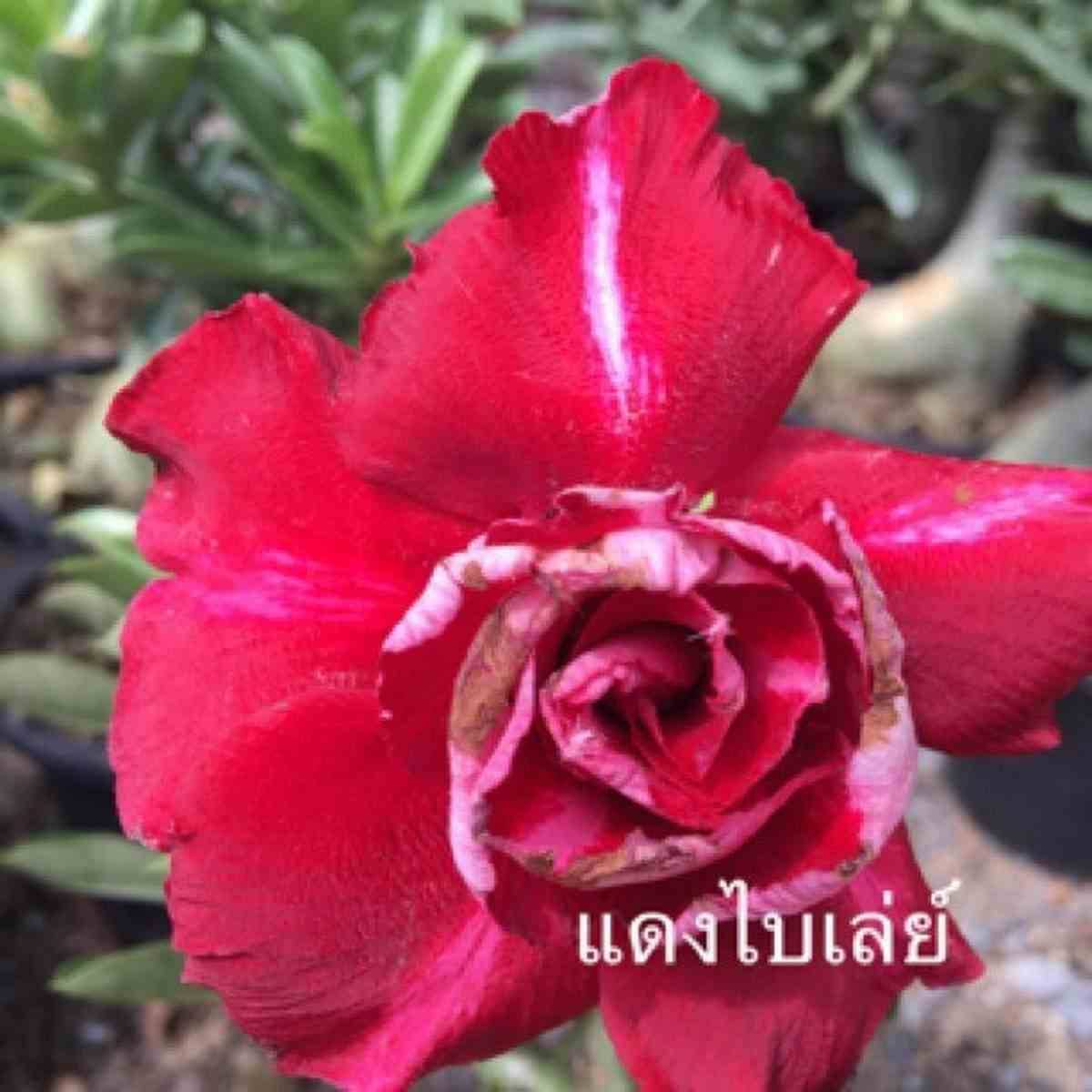Sans Marque - Adenium obesum cv.Bai Lay rouge Couleur floraison:Rouge - Taille:Caudex d'environ 2000g 25/30cm très gros caudex