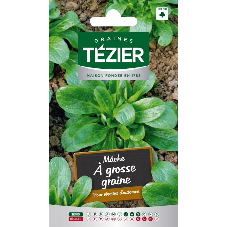 Tezier - Mâche à grosse graine - Image 1