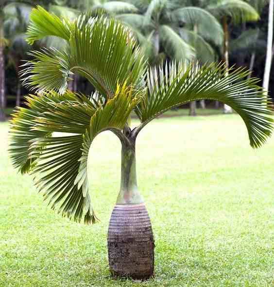 Sans Marque - Hyophorbe lagenicaulis (Palmier bouteille) SPÉCIMEN Taille:Pot de 40 litres - 140/160 cm - Image 3