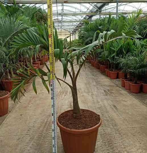 Sans Marque - Hyophorbe lagenicaulis (Palmier bouteille) SPÉCIMEN Taille:Pot de 40 litres - 140/160 cm - Image 4