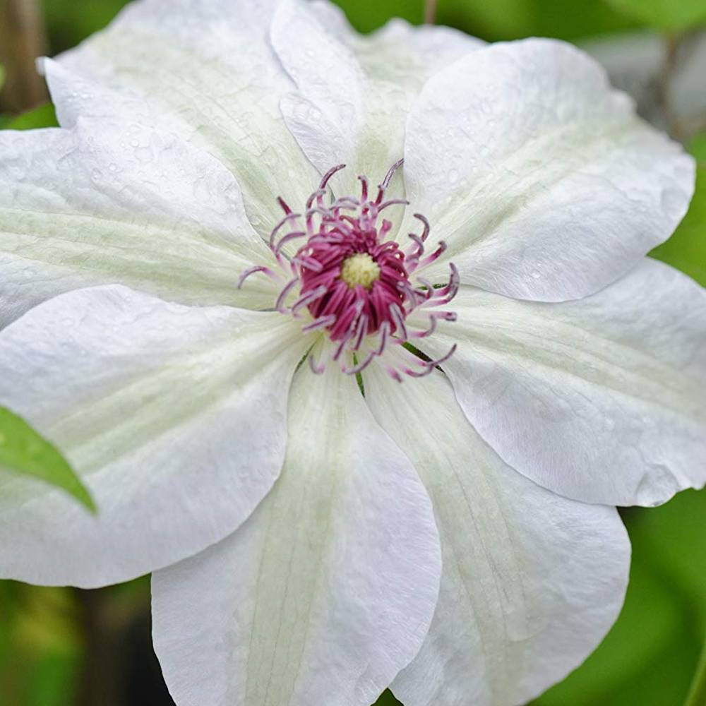Gardenersdream - Clématite 'Mademoiselle Bateman' plante grimpante à fleurs compacte et rustique pot 9 cm - GardenersDream - Image 1