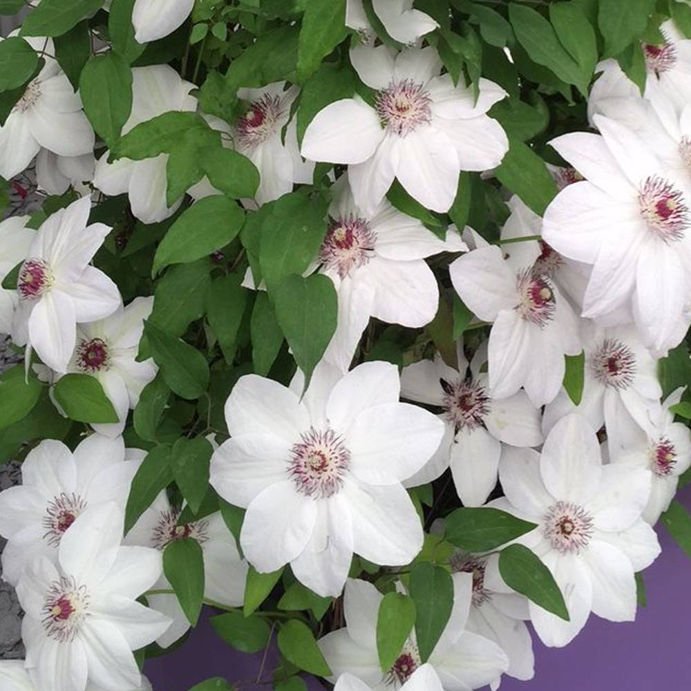 Gardenersdream - Clématite 'Mademoiselle Bateman' plante grimpante à fleurs compacte et rustique pot 9 cm - GardenersDream - Image 3