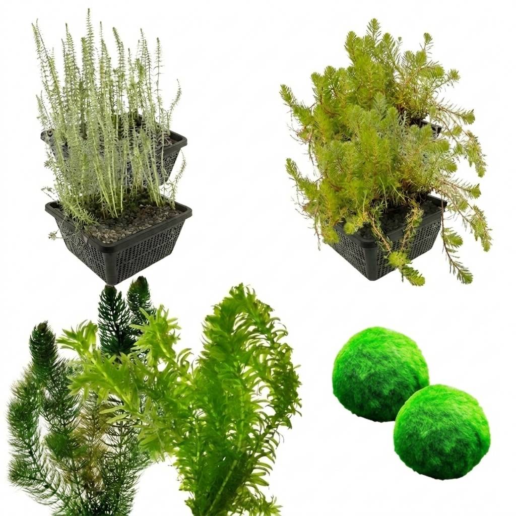 0 - Pack Plantes Oxygénantes 3.500-6.000L - Eau Claire - 30L - 108 Pièces - Image 1