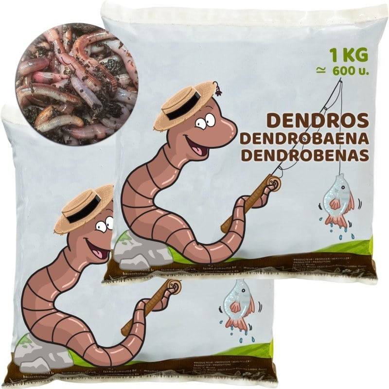 Ferme Du Moutta - Vers Dendros vivants pour la pêche, 1 kg soit environ 600 vers de 6 à 10 cm - Image 1