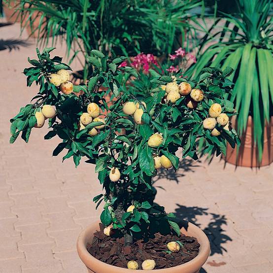 Prunier nain Goldust Pot de 6L/7L, 1/4 de tige, Tige de 40 cm