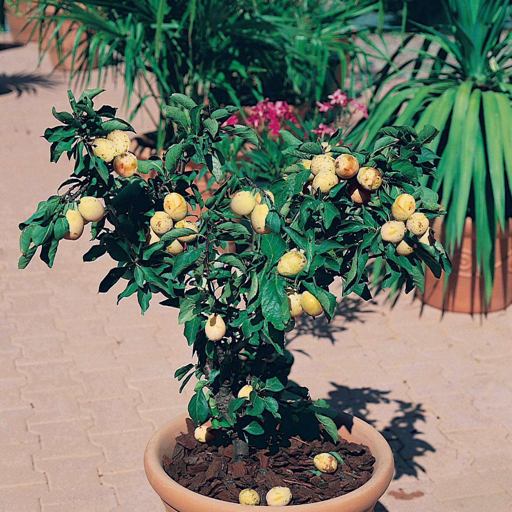 Prunier nain Goldust Pot de 6L/7L, 1/4 de tige, Tige de 40 cm