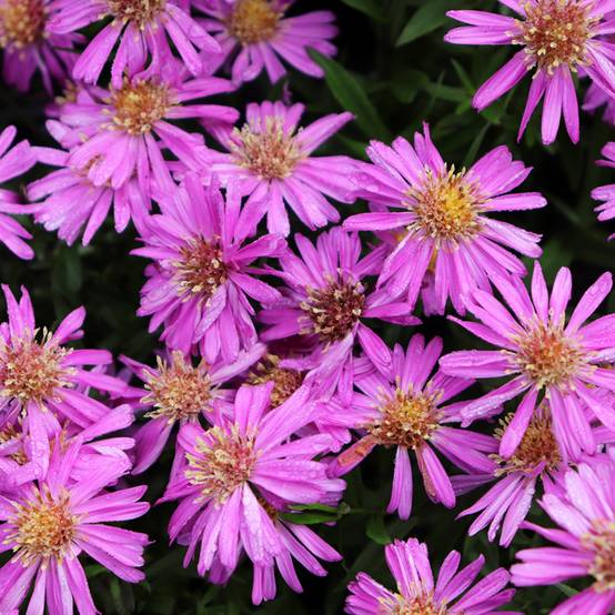 Promesse de Fleurs - Aster novi-belgii Karmin Kuppel Godet de 8/9 cm