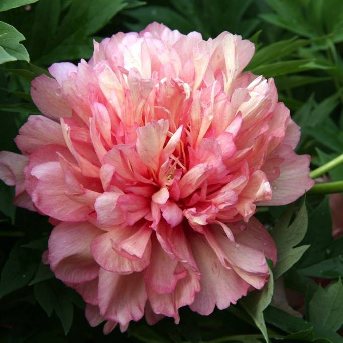 Pivoine Itoh Hillary Pot de 3L/4L