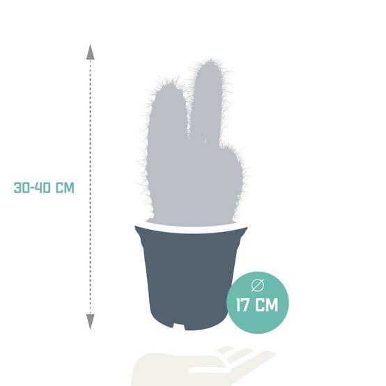 Pilosocereus Azureus - cactus d'intérieur- La Green Touch - Image 2