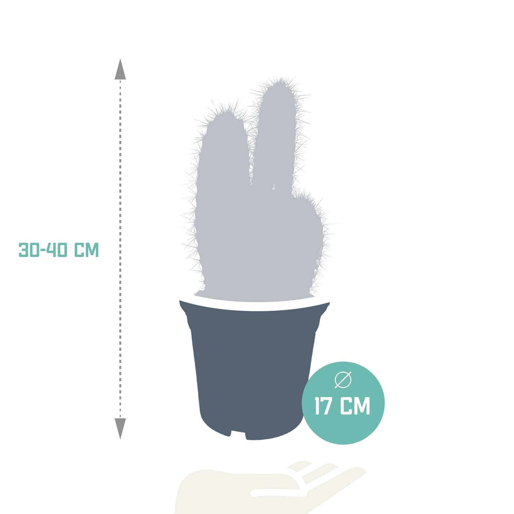 Pilosocereus Azureus - cactus d'intérieur- La Green Touch - Image 2