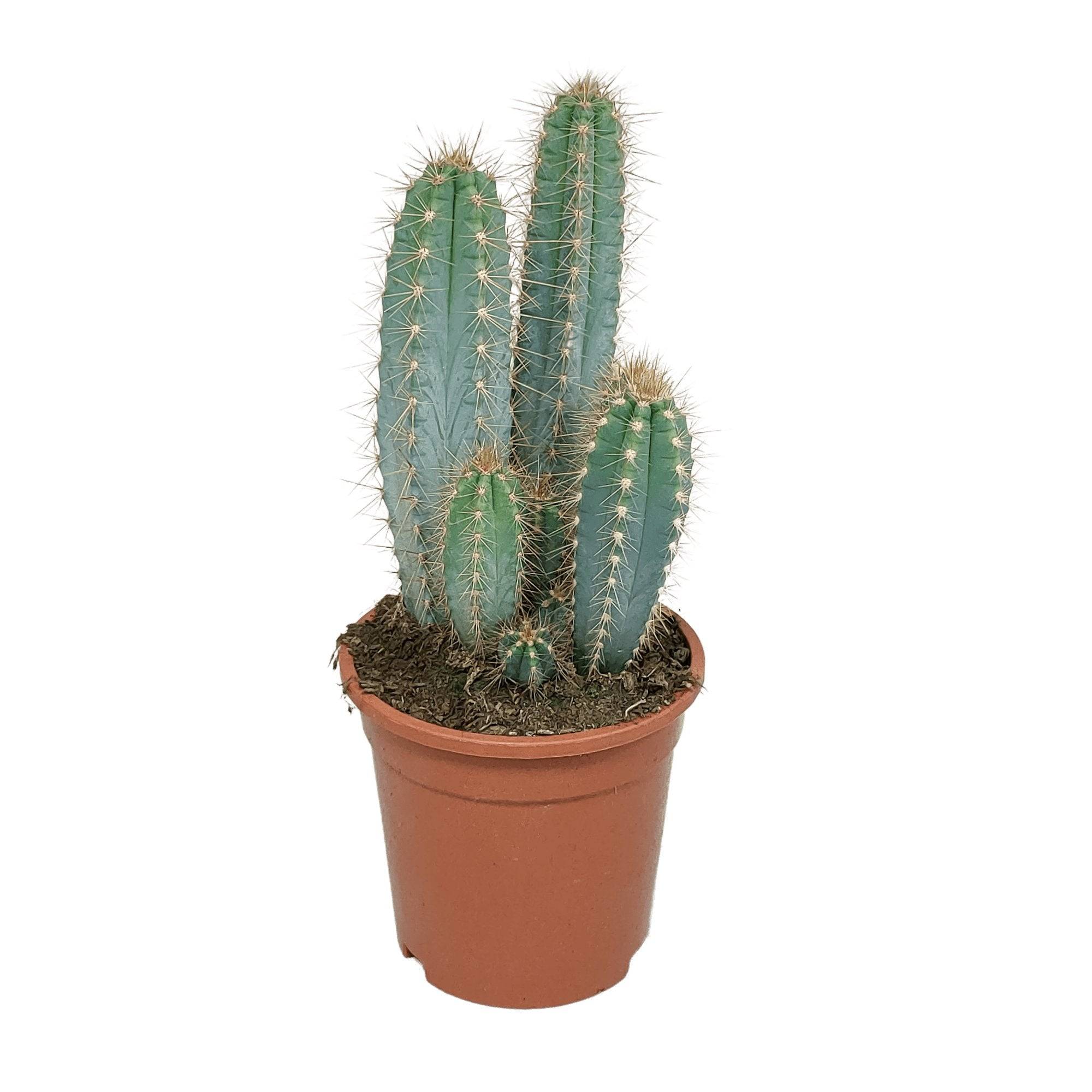 Pilosocereus Azureus - cactus d'intérieur- La Green Touch - Image 1