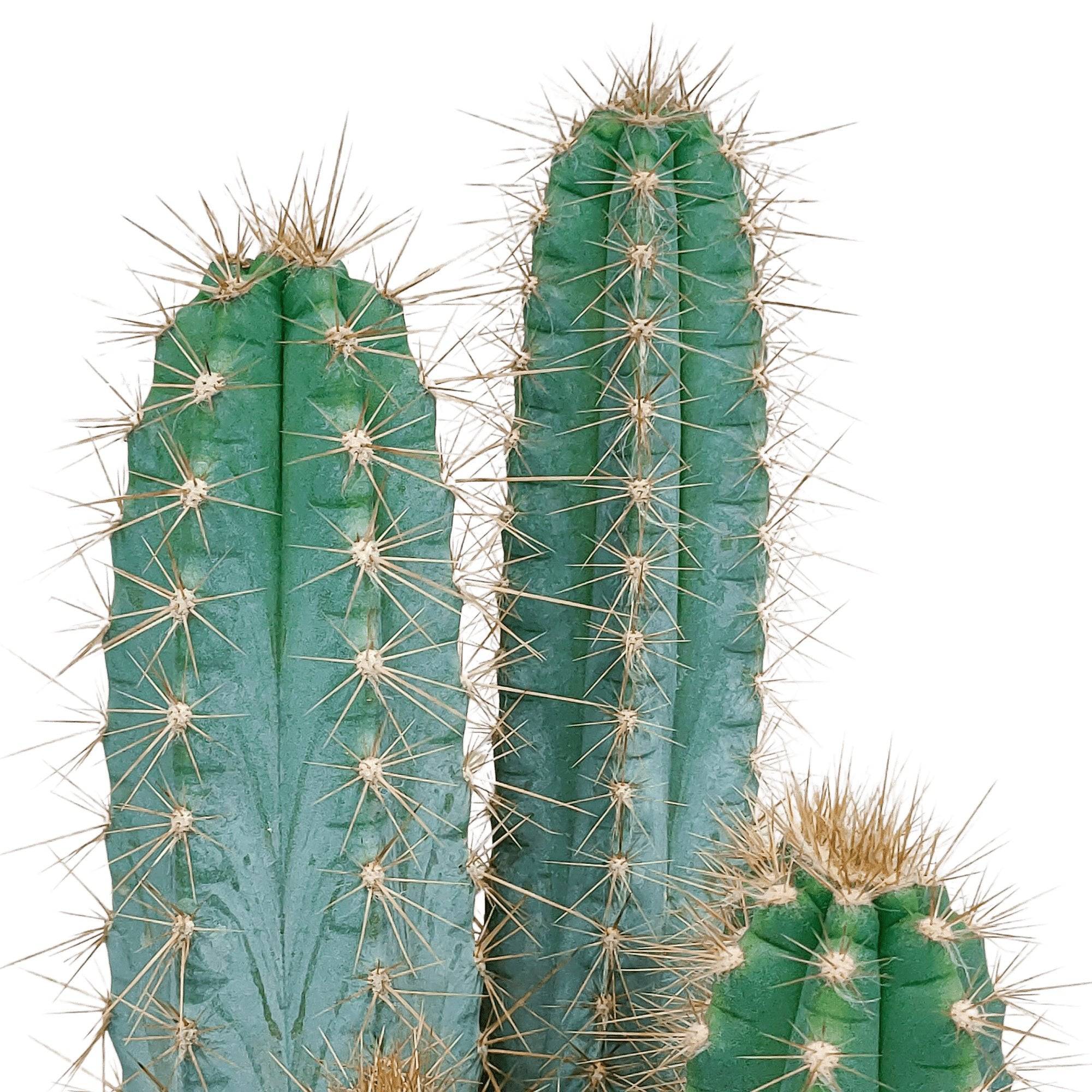 Pilosocereus Azureus - cactus d'intérieur- La Green Touch - Image 4