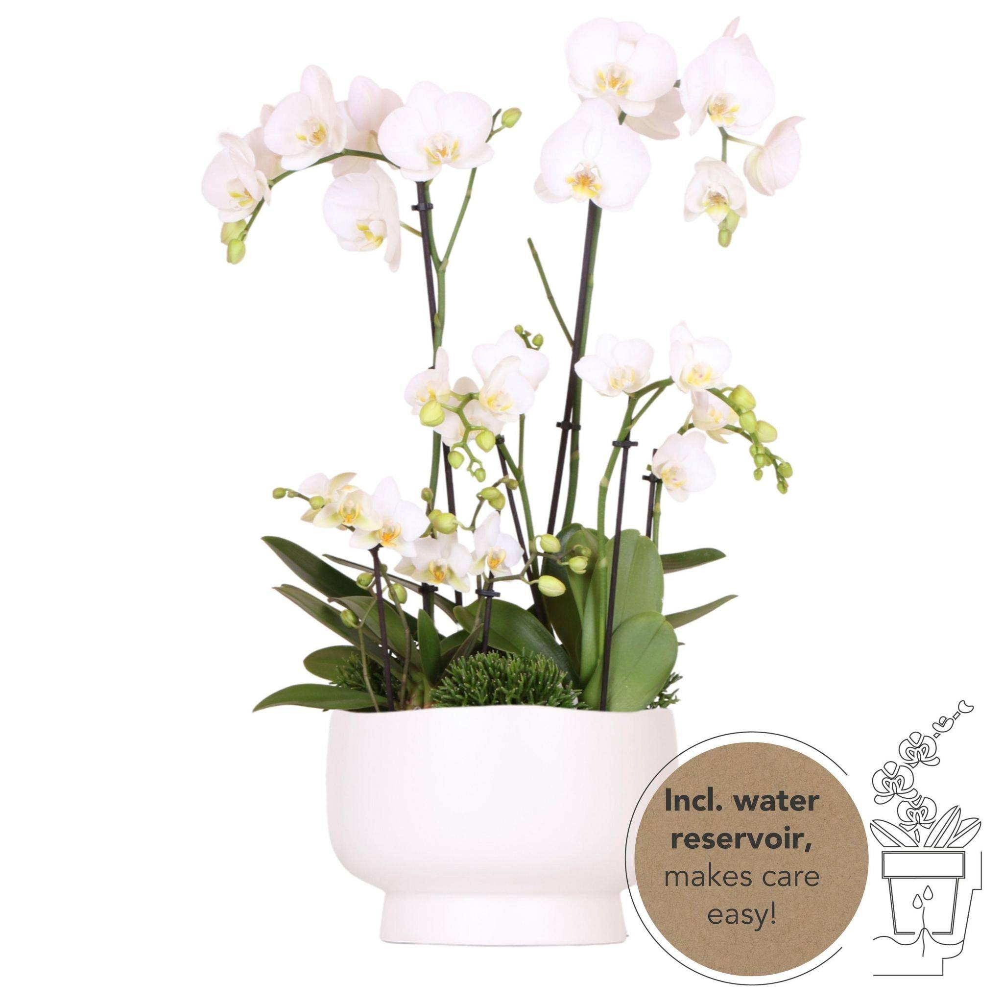 La Green Touch - Bouquet Orchidées et Rhipsalis en coupelle Scandic avec réservoir 55cm - Plante d'intérieur- La Green Touch - Image 1