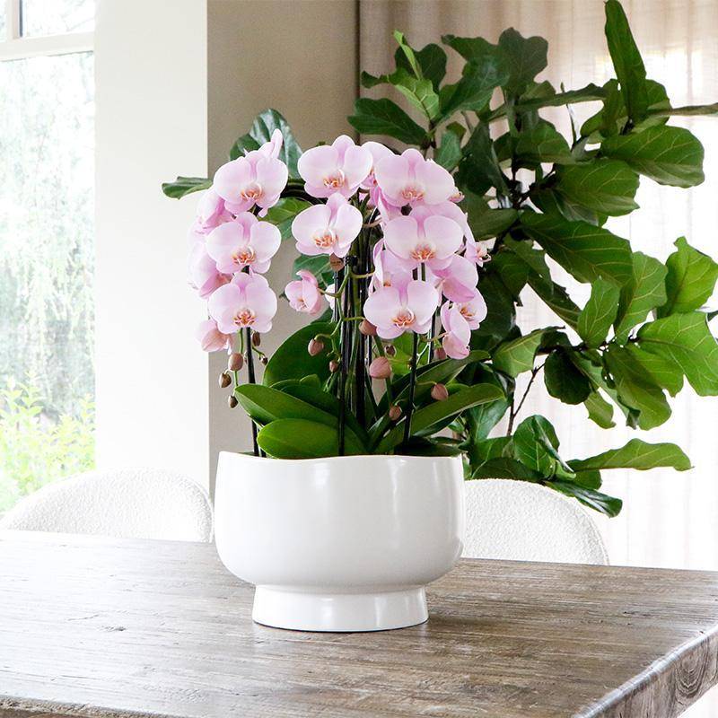 La Green Touch - Bouquet Orchidées et Rhipsalis en coupelle Scandic avec réservoir 55cm - Plante d'intérieur- La Green Touch - Image 4