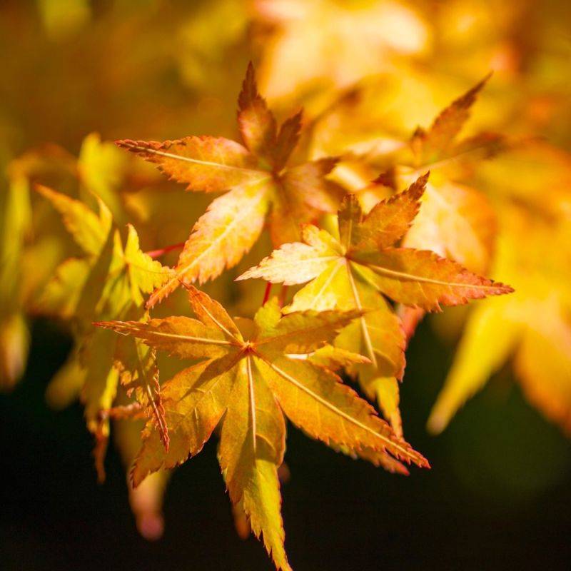 Érable du Japon 'Orange Dream' (Acer palmatum 'Orange Dream') - Godet 9cm - Pépinières Naudet - Image 1
