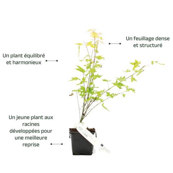 Érable du Japon 'Orange Dream' (Acer palmatum 'Orange Dream') - Godet 9cm - Pépinières Naudet - Image 3