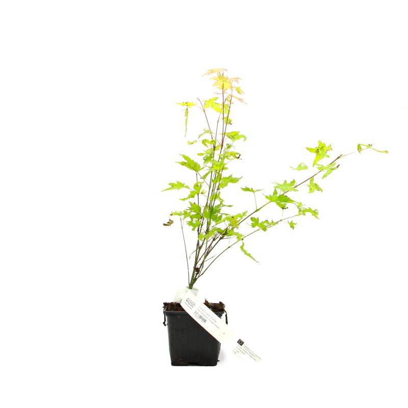 Érable du Japon 'Orange Dream' (Acer palmatum 'Orange Dream') - Godet 9cm - Pépinières Naudet - Image 2