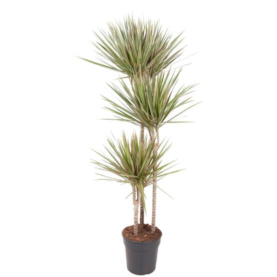 Dracaena Bicolor - D24 H150cm