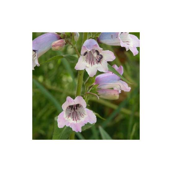 Penstemon Sour Grapes à fleurs Rose - feuillage Caduc - Godet - 5/20 cm- hauteur à maturité De 0,50 m à 1,00 m - Image 1