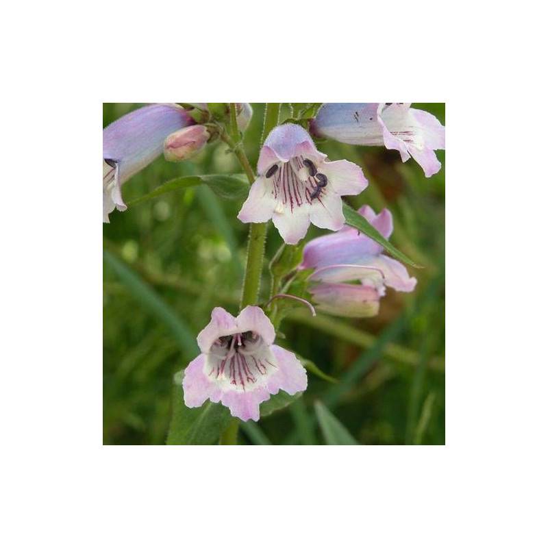 Penstemon Sour Grapes à fleurs Rose - feuillage Caduc - Godet - 5/20 cm-  hauteur à maturité De 0,50 m à 1,00 m - Image 1