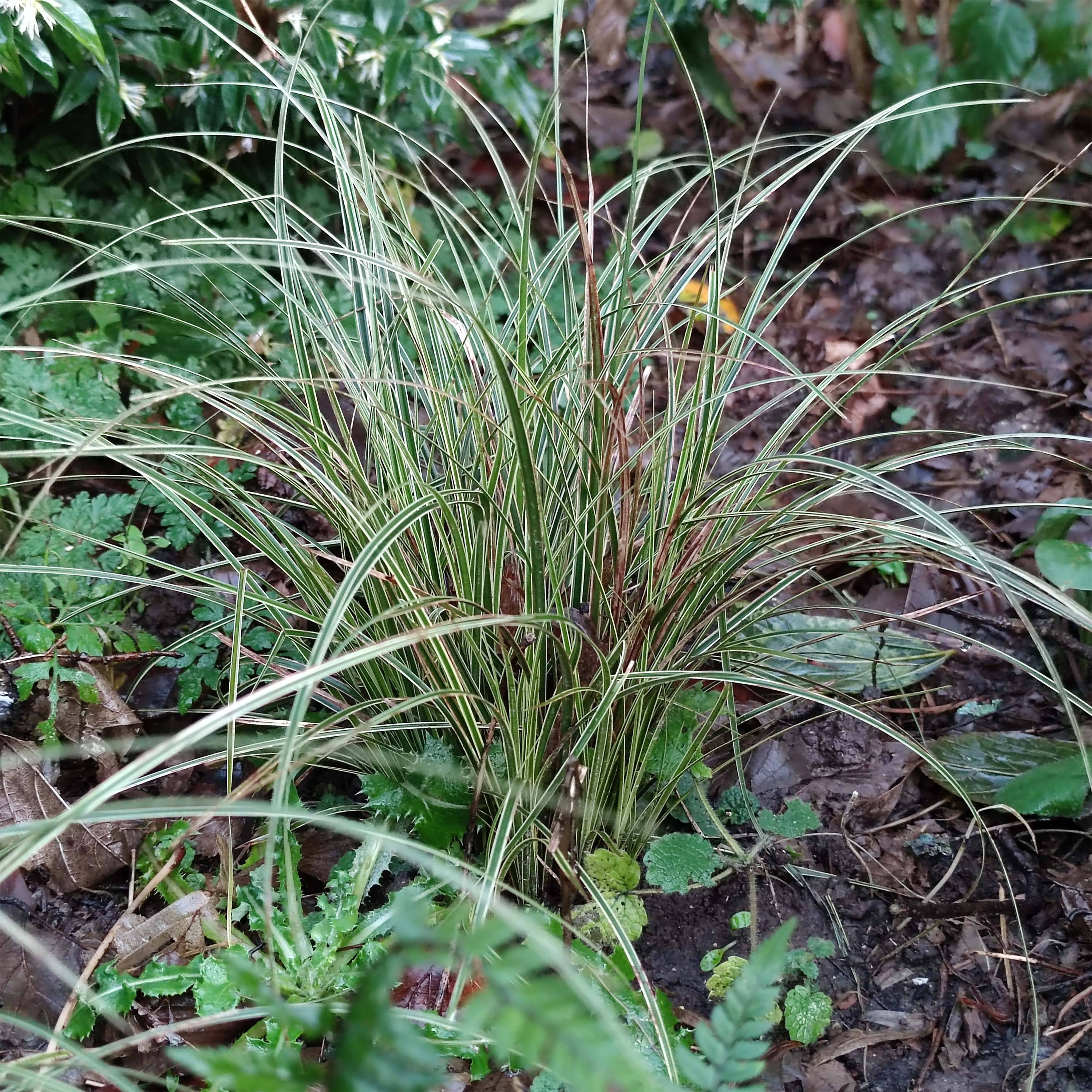 Promesse de Fleurs - Carex brunnea Variegata - Laîche Godet de 8/9 cm