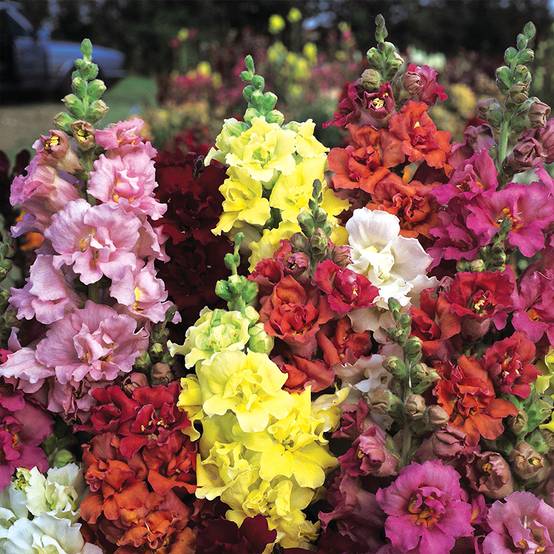 Graines de Muflier Double Madame Butterfly Mixed - Antirrhinum majus le sachet de 50 graines environ