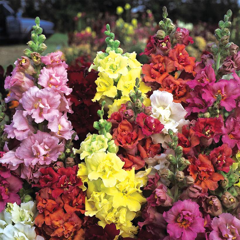 Graines de Muflier Double Madame Butterfly Mixed - Antirrhinum majus le sachet de 50 graines environ