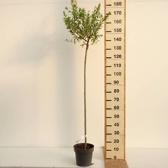 Promesse de Fleurs - Saule crevette - Salix integra Hakuro Nishiki Pot de 4L/5L, Tige, Tige de 80 cm - Image 2