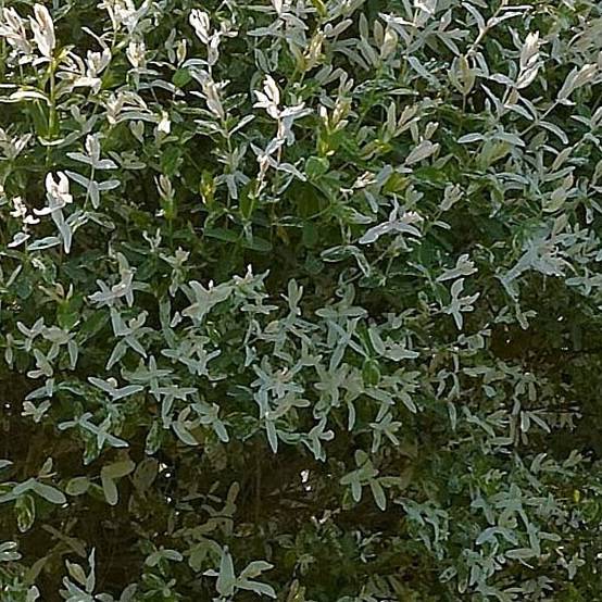 Promesse de Fleurs - Saule crevette - Salix integra Hakuro Nishiki Pot de 4L/5L, Tige, Tige de 80 cm - Image 1