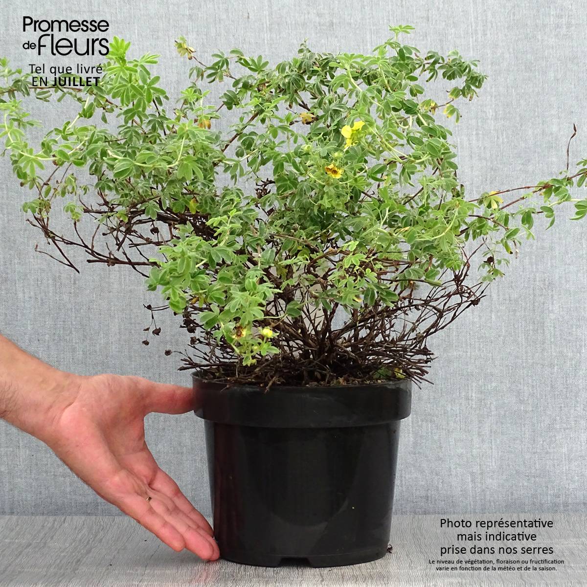 Potentilla fruticosa Medicine Wheel Mountain - Potentille arbustive Pot de 2L/3L - Image 2