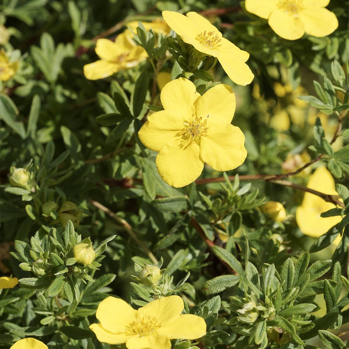 Potentilla fruticosa Medicine Wheel Mountain - Potentille arbustive Pot de 2L/3L