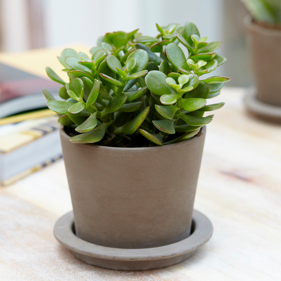 Gardenersdream - Crassula Ovata Arbre De Jade - Plante D'Intérieur Succulente Vivante De 12Cm En Pot - GardenersDream - Image 1