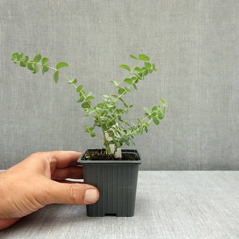 Promesse de Fleurs - Eucalyptus Baby Blue - Gommier argenté Godet de 8/9 cm - Image 3