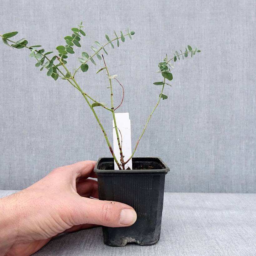 Promesse de Fleurs - Eucalyptus Baby Blue - Gommier argenté Godet de 8/9 cm - Image 2