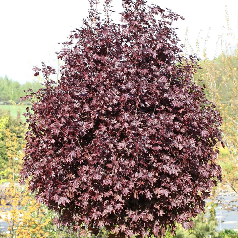 Promesse de Fleurs - Acer platanoides Purple Globe - Erable plane Pot de 20L/25L, Haute-Tige, Tige de 180 cm