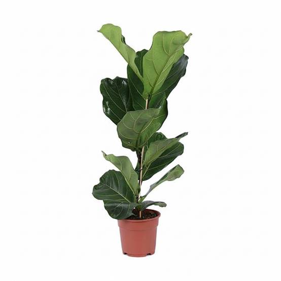 La Green Touch - Ficus lyrata buissonnant - Figuier lyre - H 80 cm, pot Ø17 cm