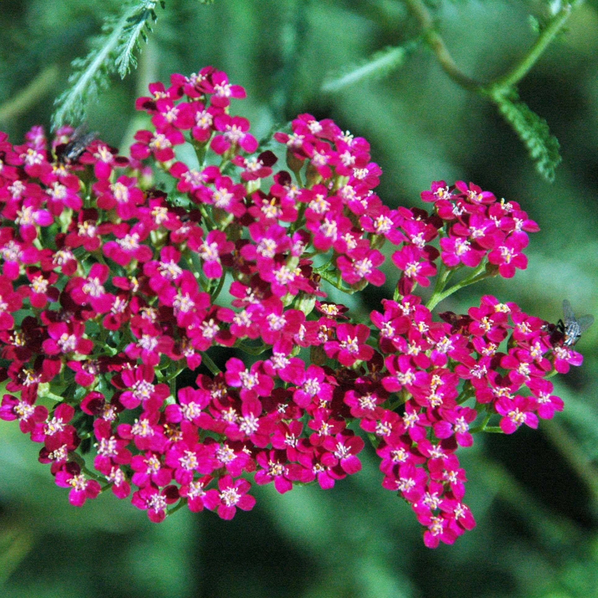 Promesse de Fleurs - Achillée millefeuille Red Beauty Godet de 8/9 cm