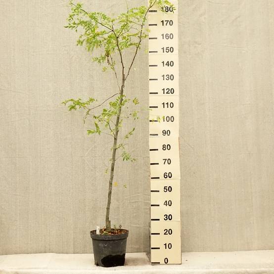 Gleditsia triacanthos Skyline - Févier d'Amérique Pot de 7,5L/10L - Image 2
