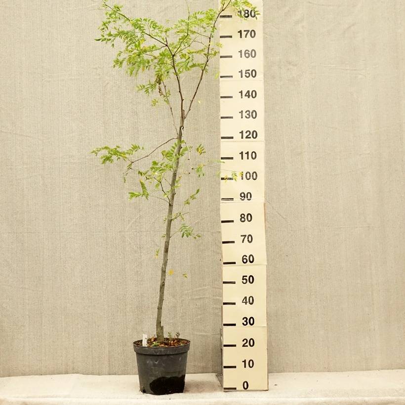 Gleditsia triacanthos Skyline - Févier d'Amérique Pot de 7,5L/10L - Image 2