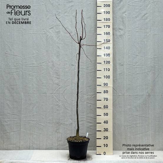 Gleditsia triacanthos Skyline - Févier d'Amérique Pot de 7,5L/10L - Image 1