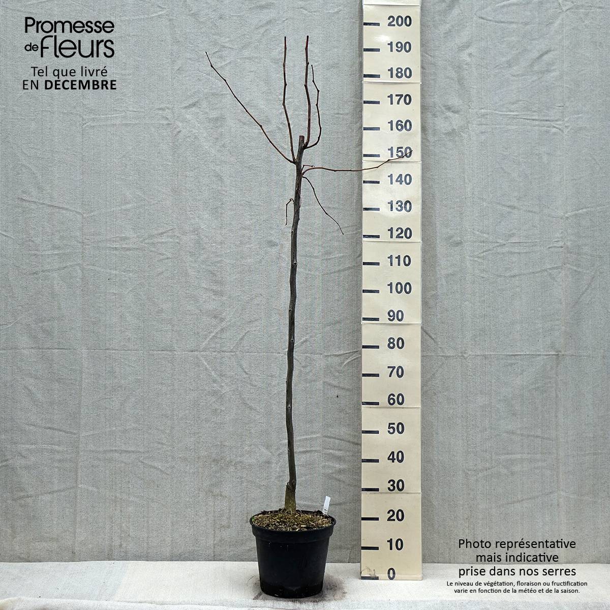 Gleditsia triacanthos Skyline - Févier d'Amérique Pot de 7,5L/10L