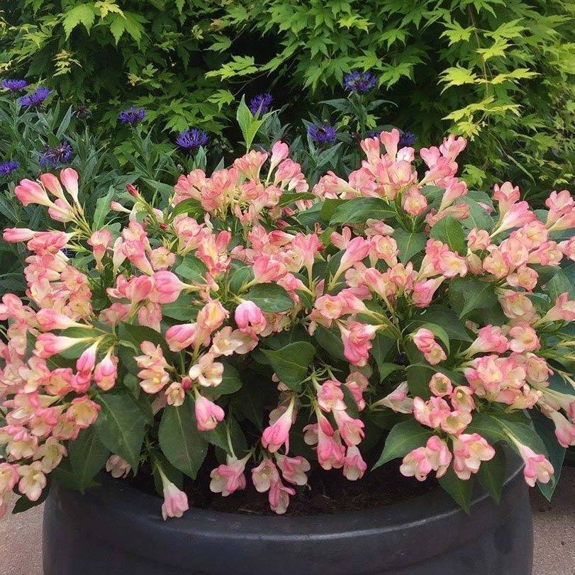 Promesse de Fleurs - Weigelia All Summer Peach Pot de 3L/4L - Image 1