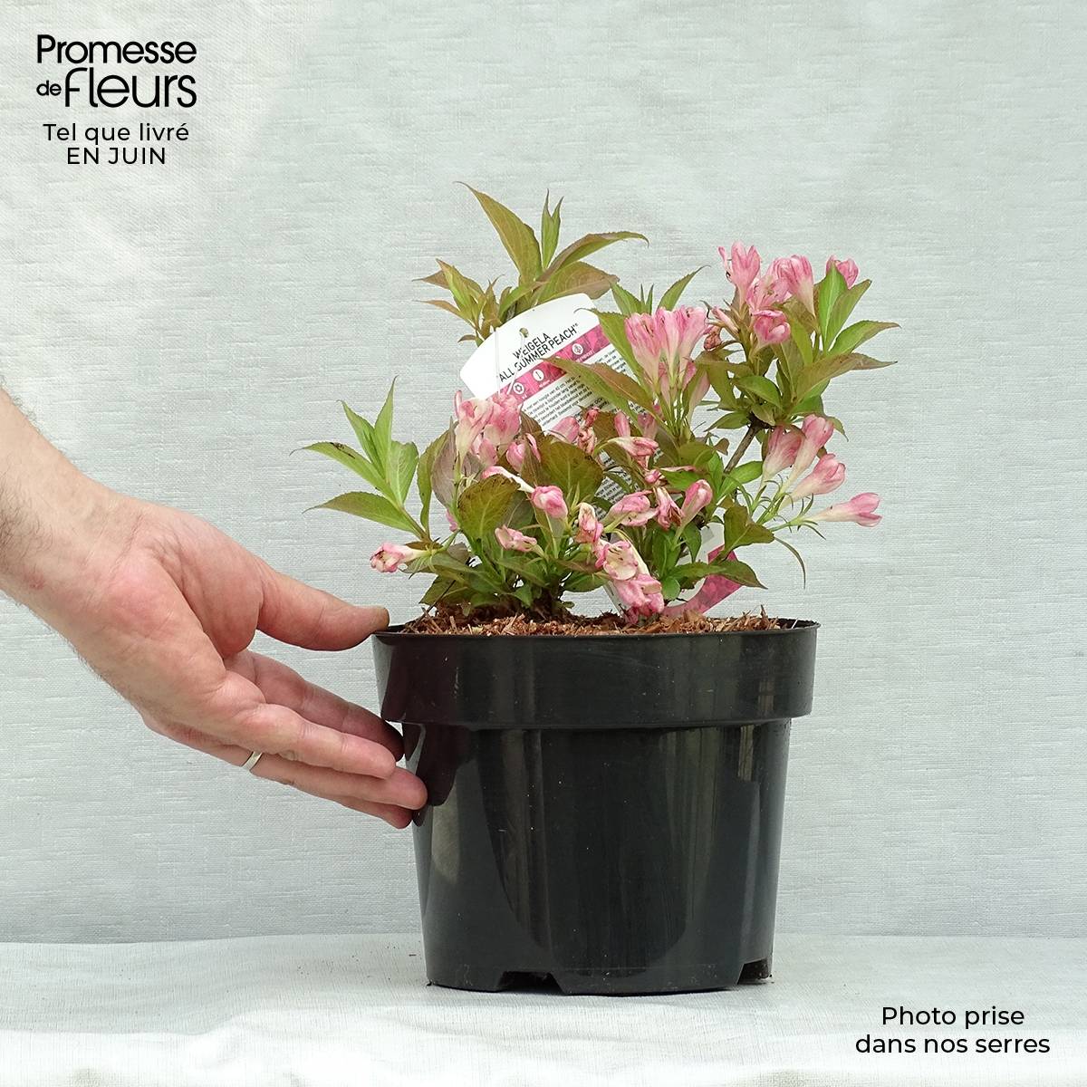 Promesse de Fleurs - Weigelia All Summer Peach Pot de 3L/4L - Image 2