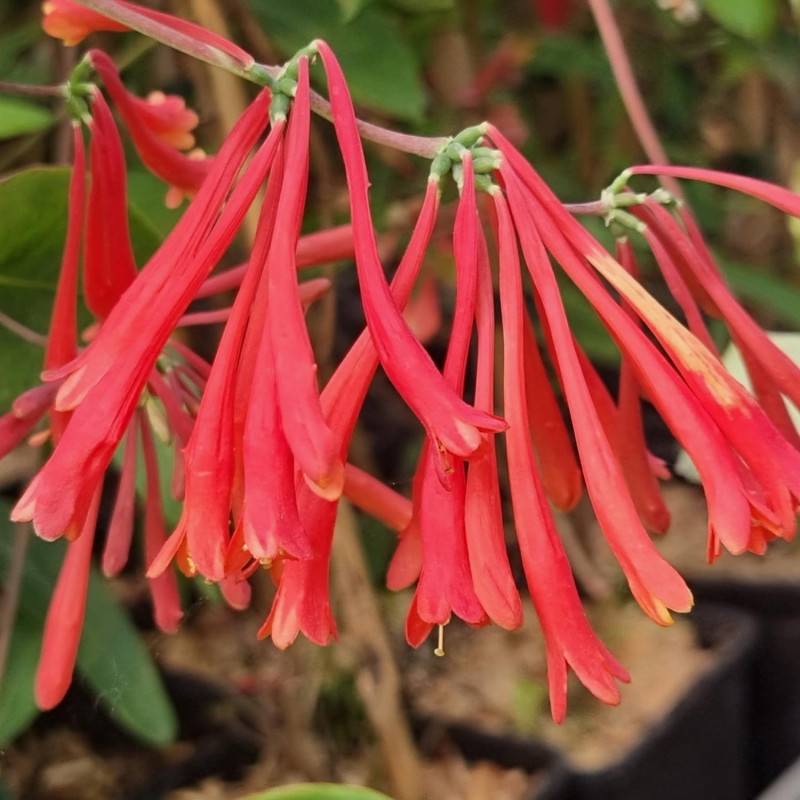 Chèvrefeuille Cedar Lane® à fleurs Rouge - feuillage Persistant - Godet - 5/20 cm- hauteur à maturité De 3,00 m à 5,00 m - Image 4