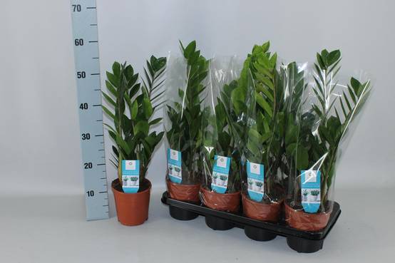 Zamioculcas Zamiifolia - D14 H55cm