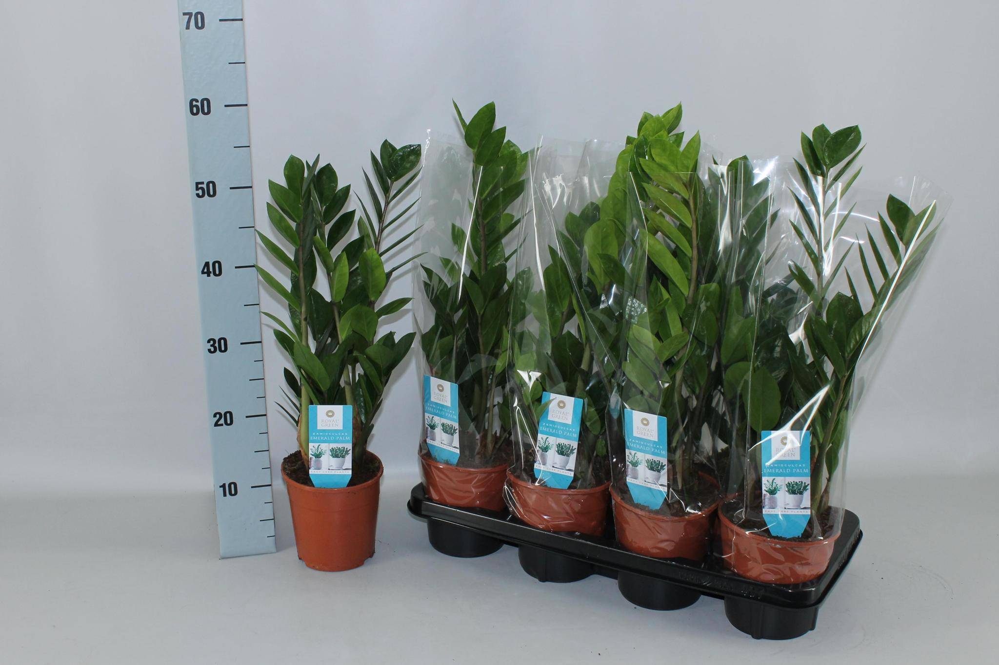 Zamioculcas Zamiifolia - D14 H55cm