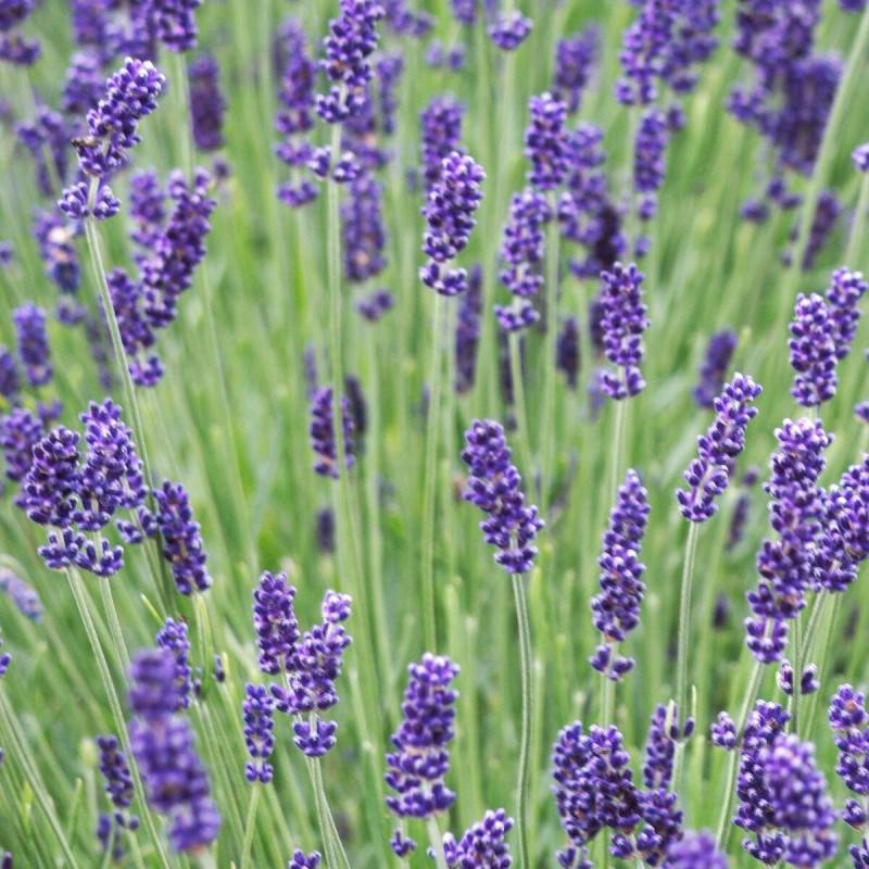 Lavande Hidcote Blue à fleurs Bleue - feuillage Persistant - Pot de 2,5L - 20/30 cm-  hauteur à maturité De 0,50 m à 1,00 m