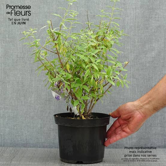 Promesse de Fleurs - Caryopteris White Surprise - Spirée bleue, Barbe-bleue Pot de 2L/3L - Image 2