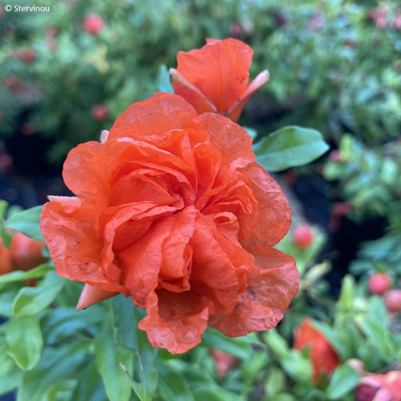 Promesse de Fleurs - Punica granatum Nana Racemosa - Grenadier nain Pot de 3L/4L - Image 1