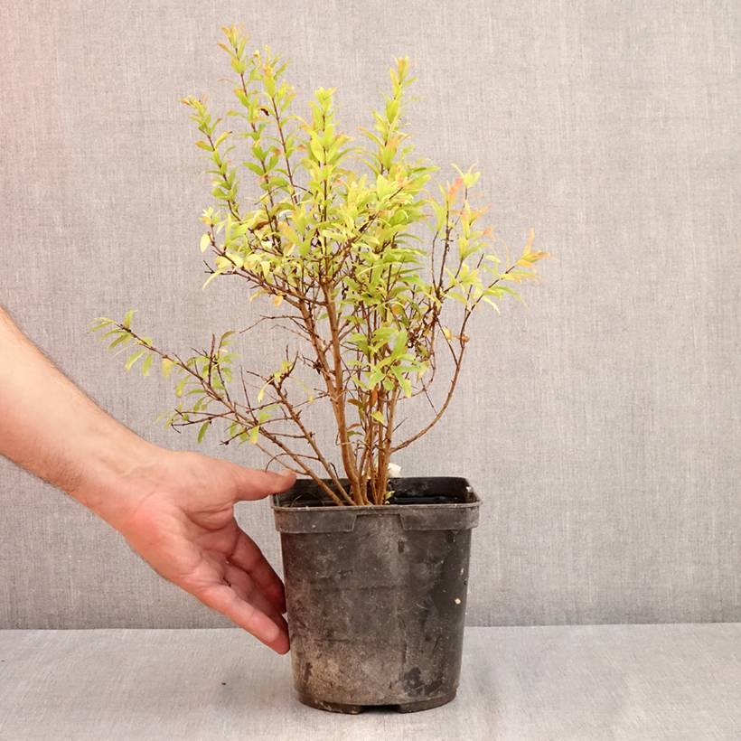 Promesse de Fleurs - Punica granatum Nana Racemosa - Grenadier nain Pot de 3L/4L - Image 2